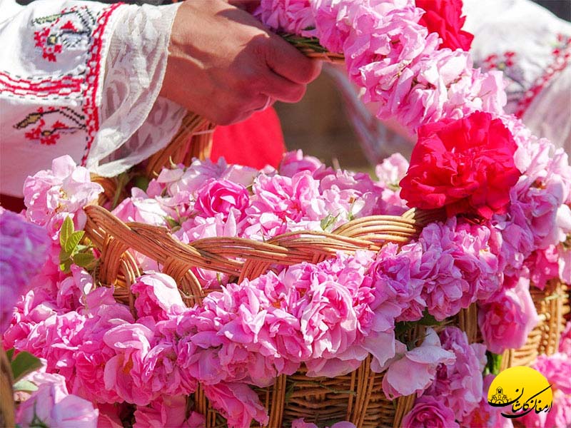 قصه گل محمدی تا گلاب: روند تولید، تقطیر، کنترل کیفیت در کارگاه ارمغان کاشان گلابگیری